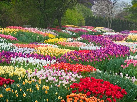 玉合公園裡的花開得真好